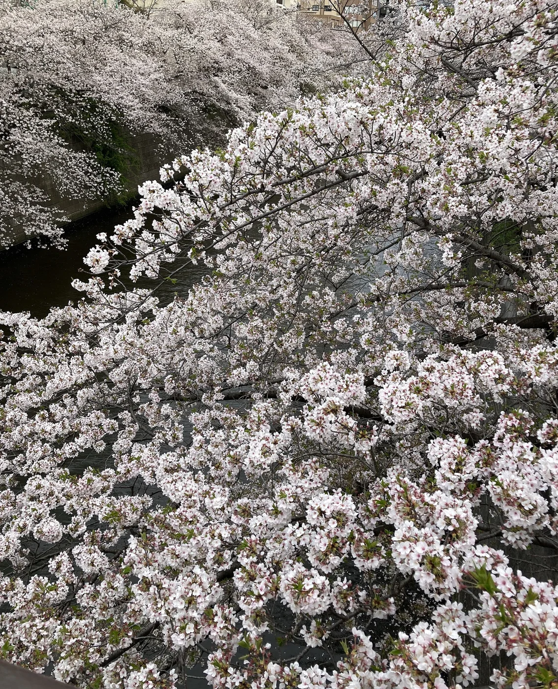 Real cherry blossoms along the Meguro River in Tokyo