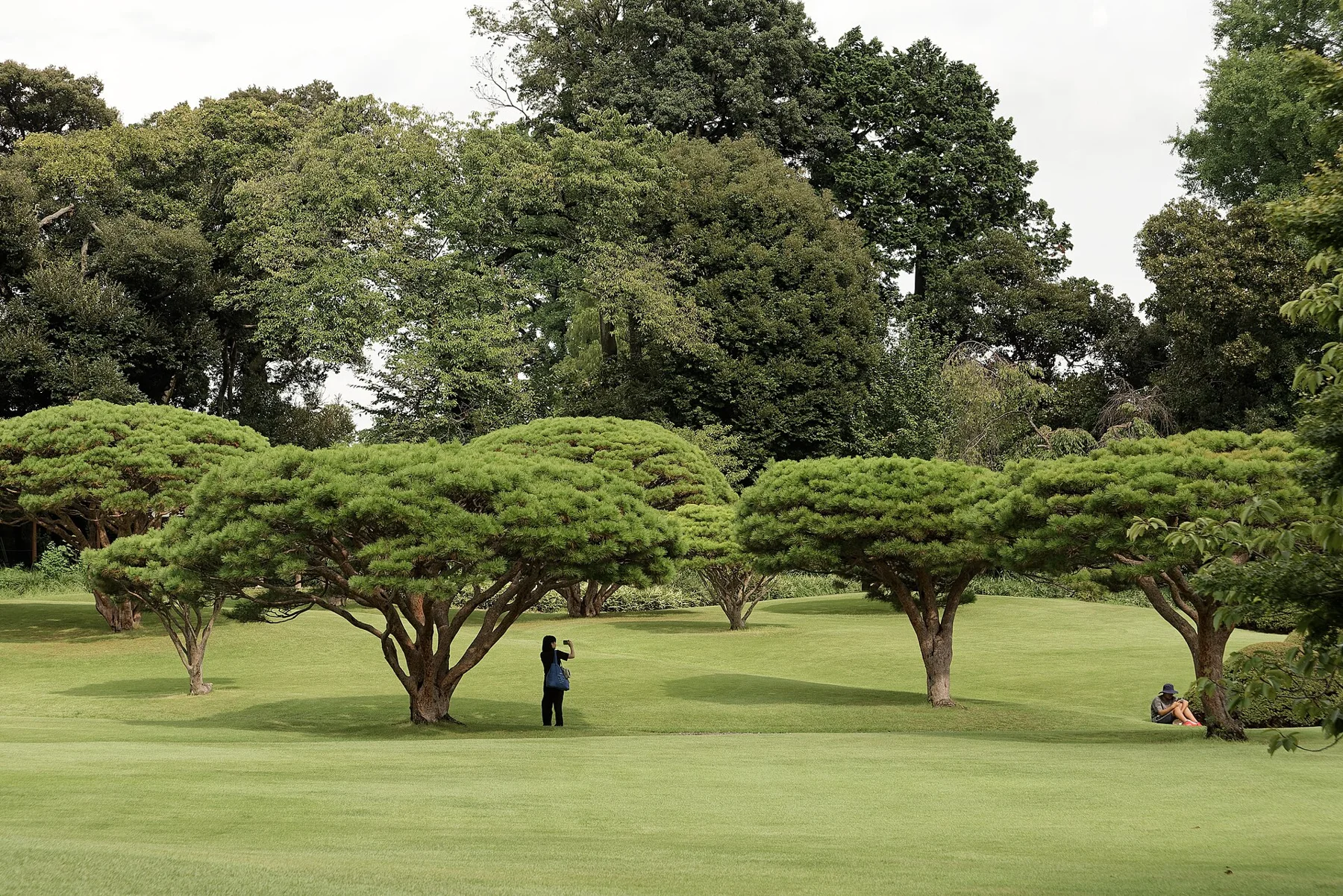 Trees and a pond in Shinjuku Gyoen National Garden, Tokyo